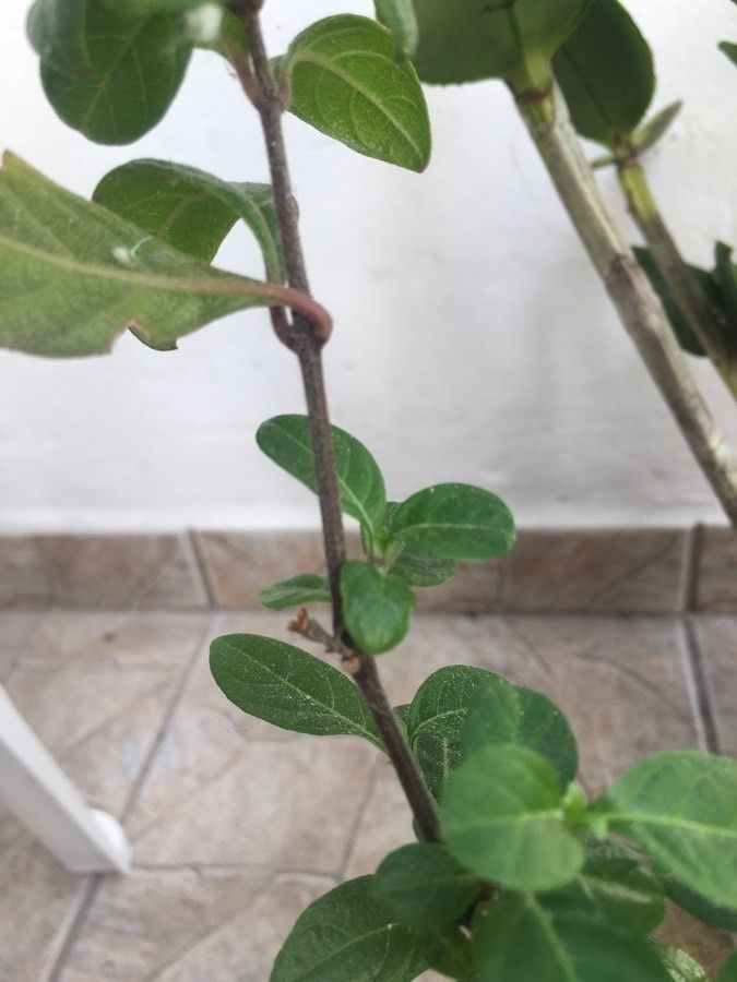 Barleria repens bark