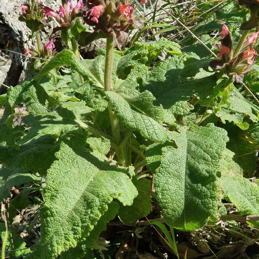 Salvia spathacea leaf