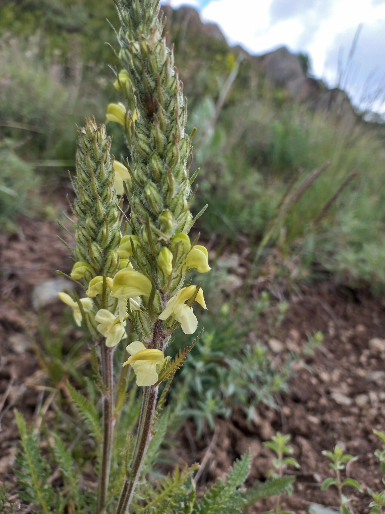 Pedicularis dolichorrhiza flower