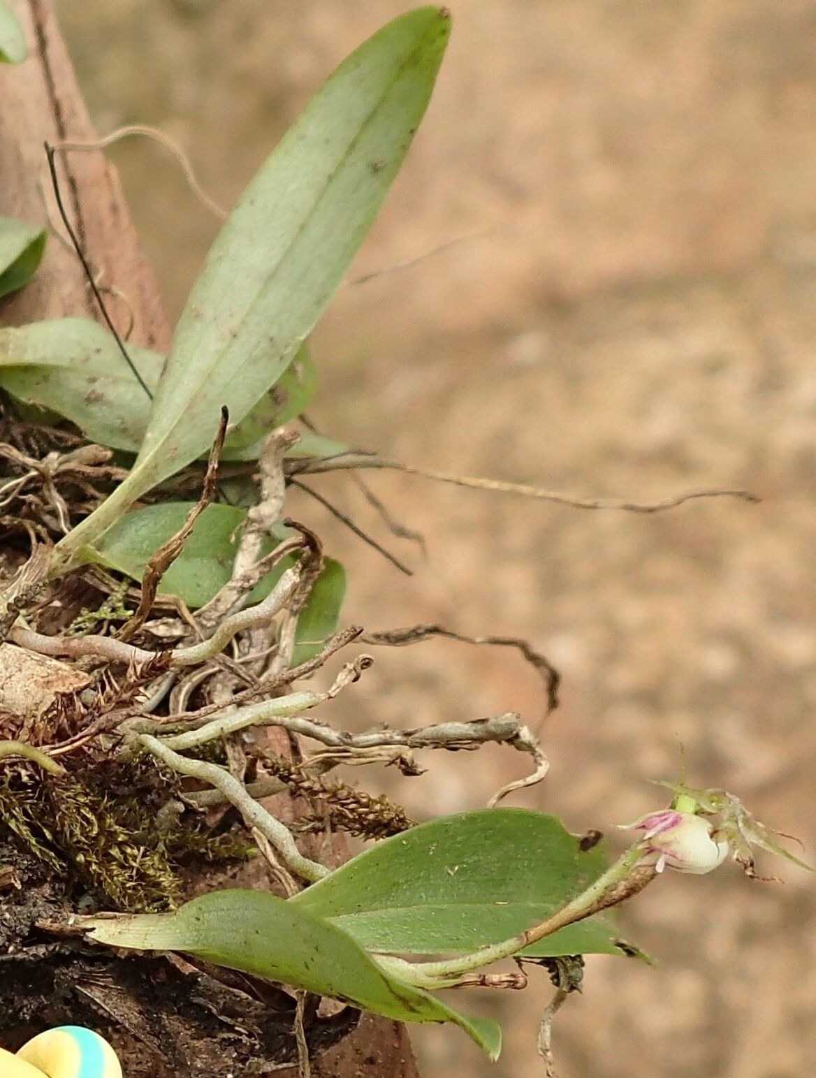 Polystachya moniquetiana — houseplant care guide