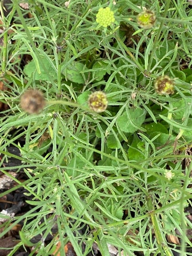 Scabiosa ochroleuca — houseplant care guide