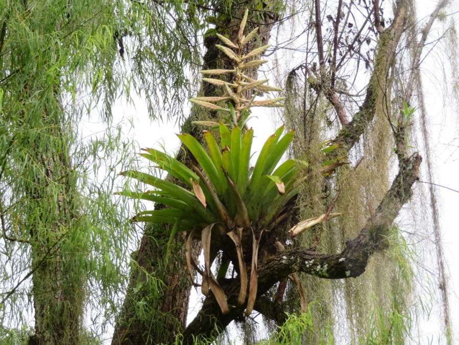 Tillandsia reuteri — houseplant care guide