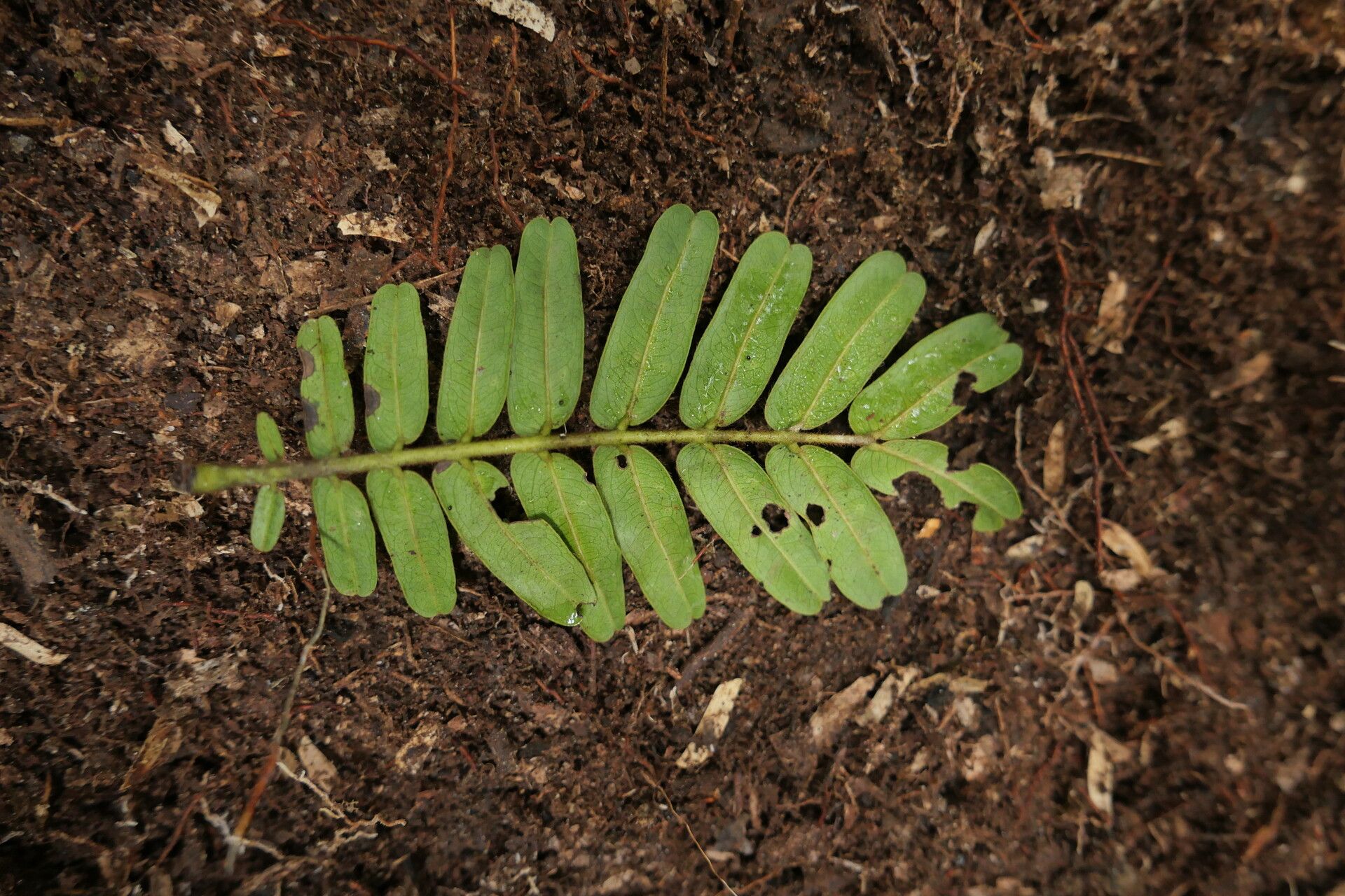 Brachystegia mildbraedii — houseplant care guide