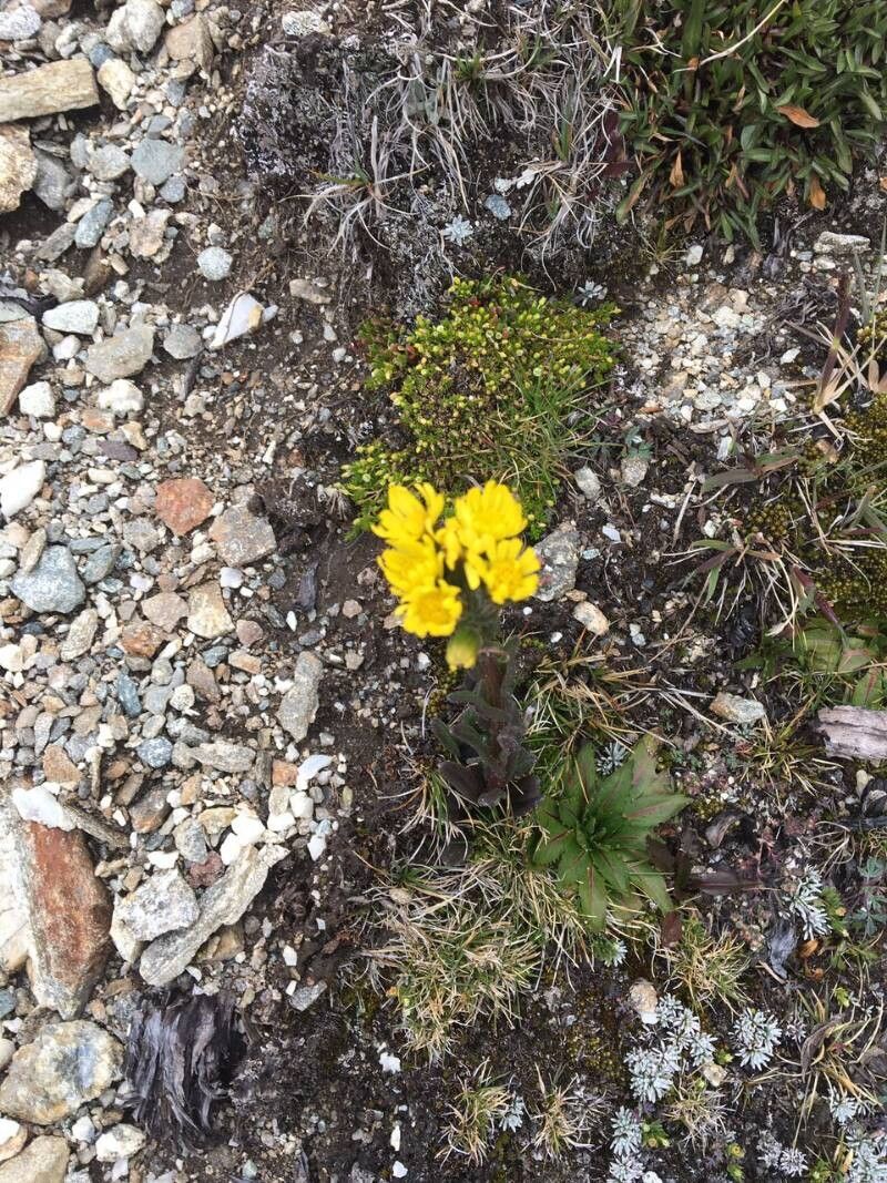 Senecio aristeguietae — houseplant care guide