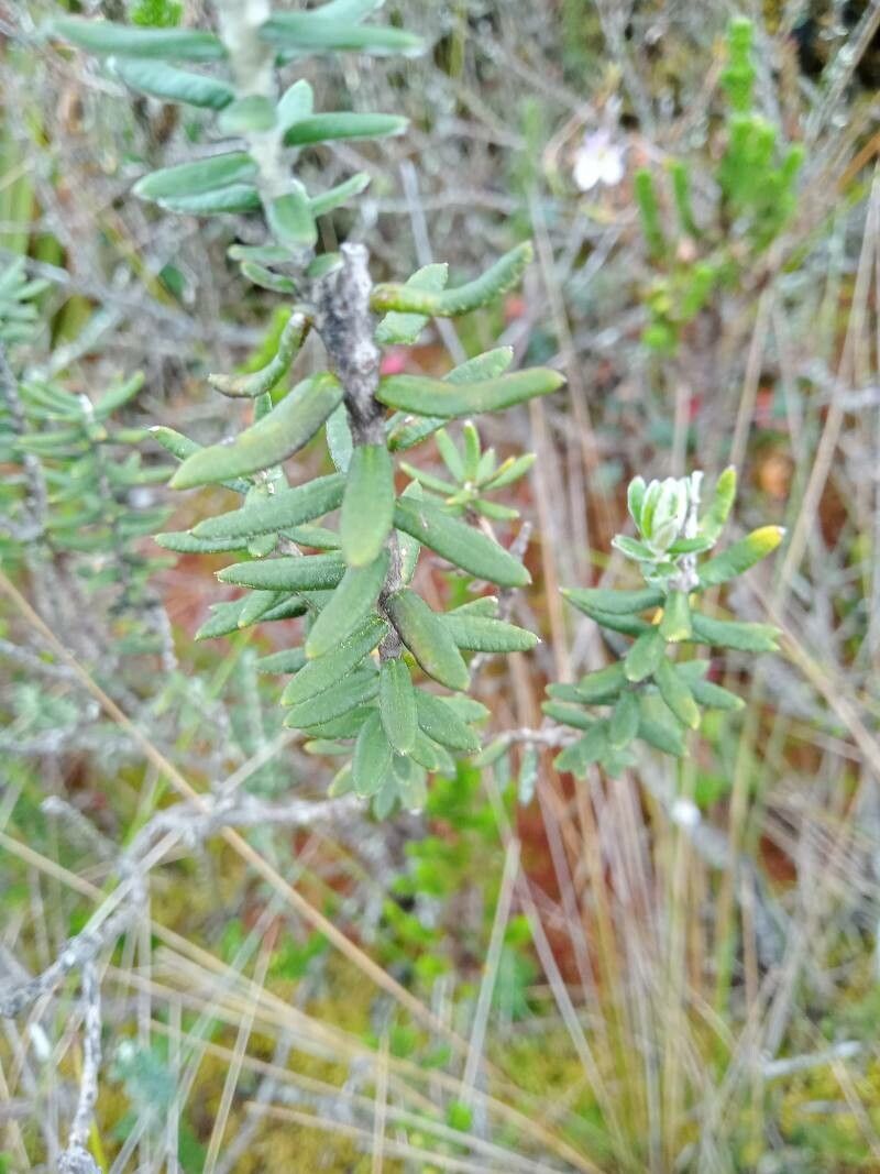 Diplostephium phylicoides — houseplant care guide