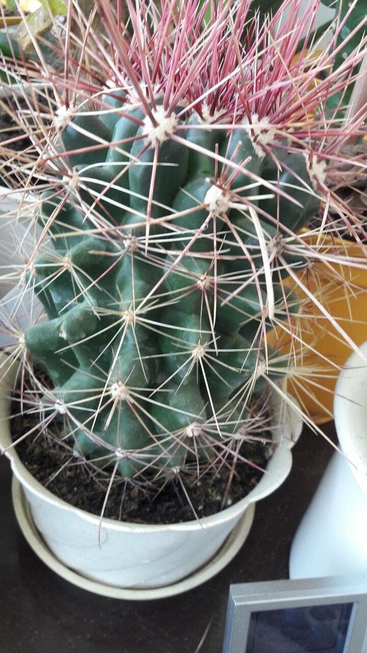 Ferocactus hamatacanthus fruit
