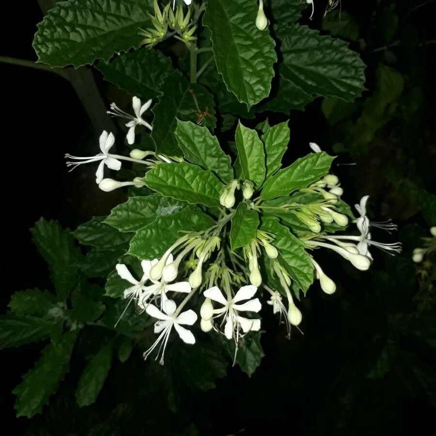 Sericocalyx crispus flower
