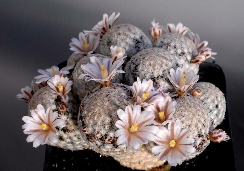 Mammillaria sanchez-mejoradae habit
