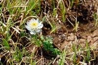 Trollius lilacinus habit