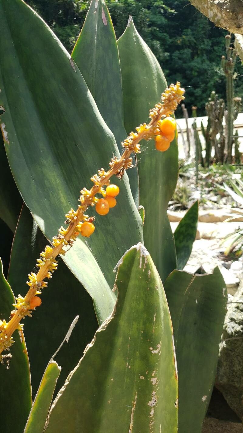 Dracaena masoniana fruit
