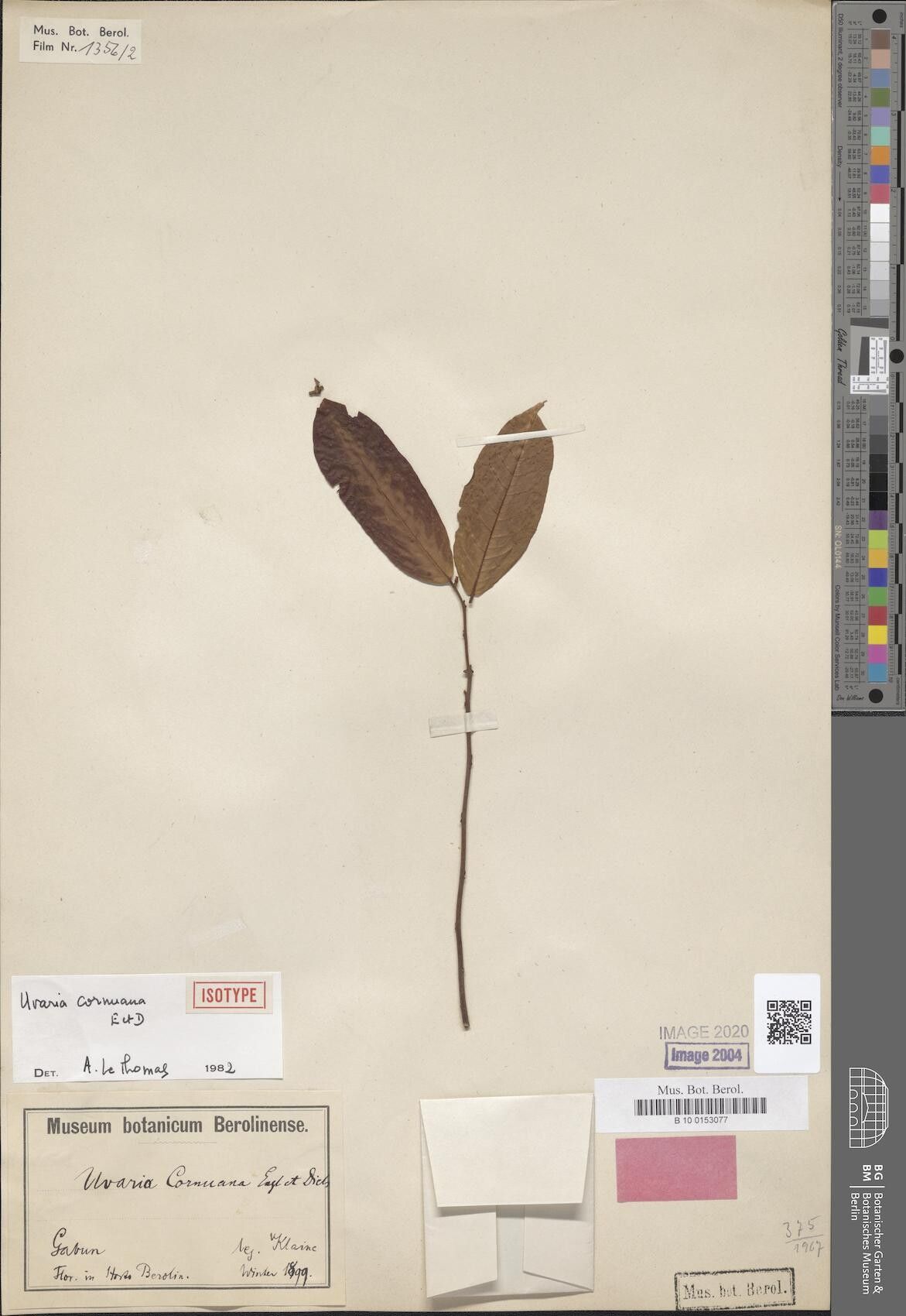 Uvaria cornuana — houseplant care guide