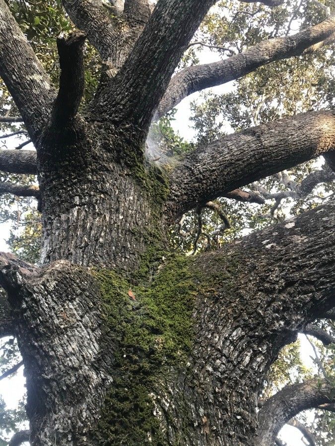 Diospyros bussei — houseplant care guide