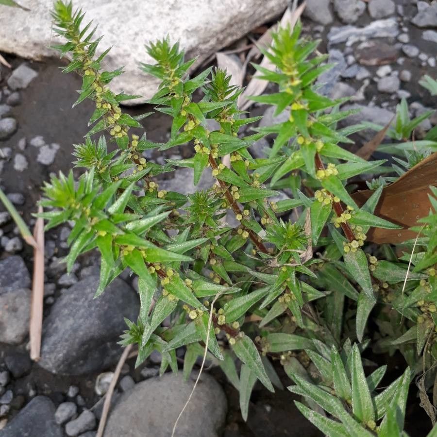 Pouzolzia zeylanica leaf