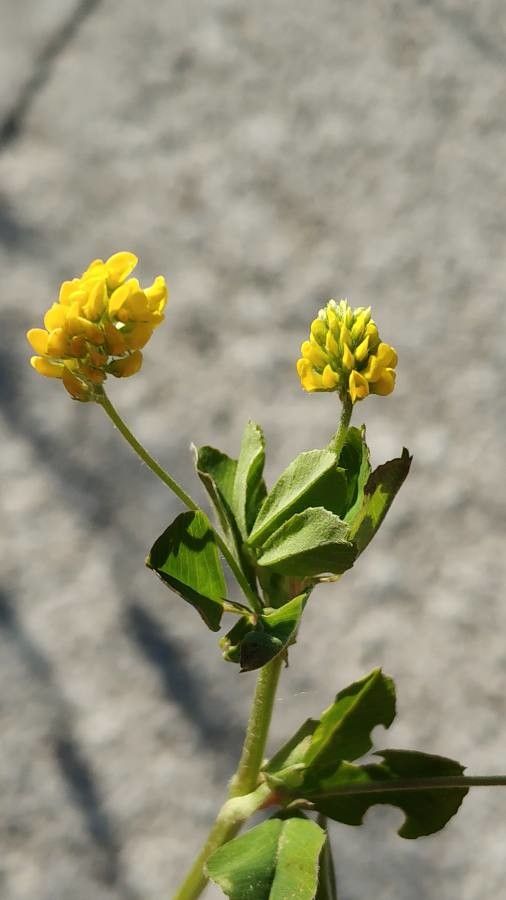 Medicago rugosa — search result for 'Medicago'