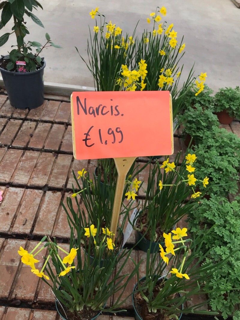 Narcissus × compressus — search result for 'Narcissus'