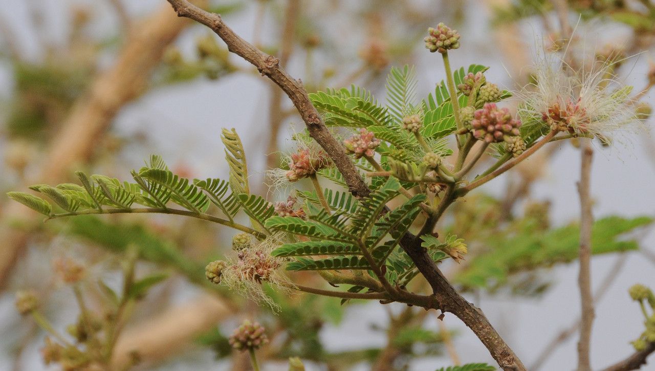 Albizia chevalieri flower