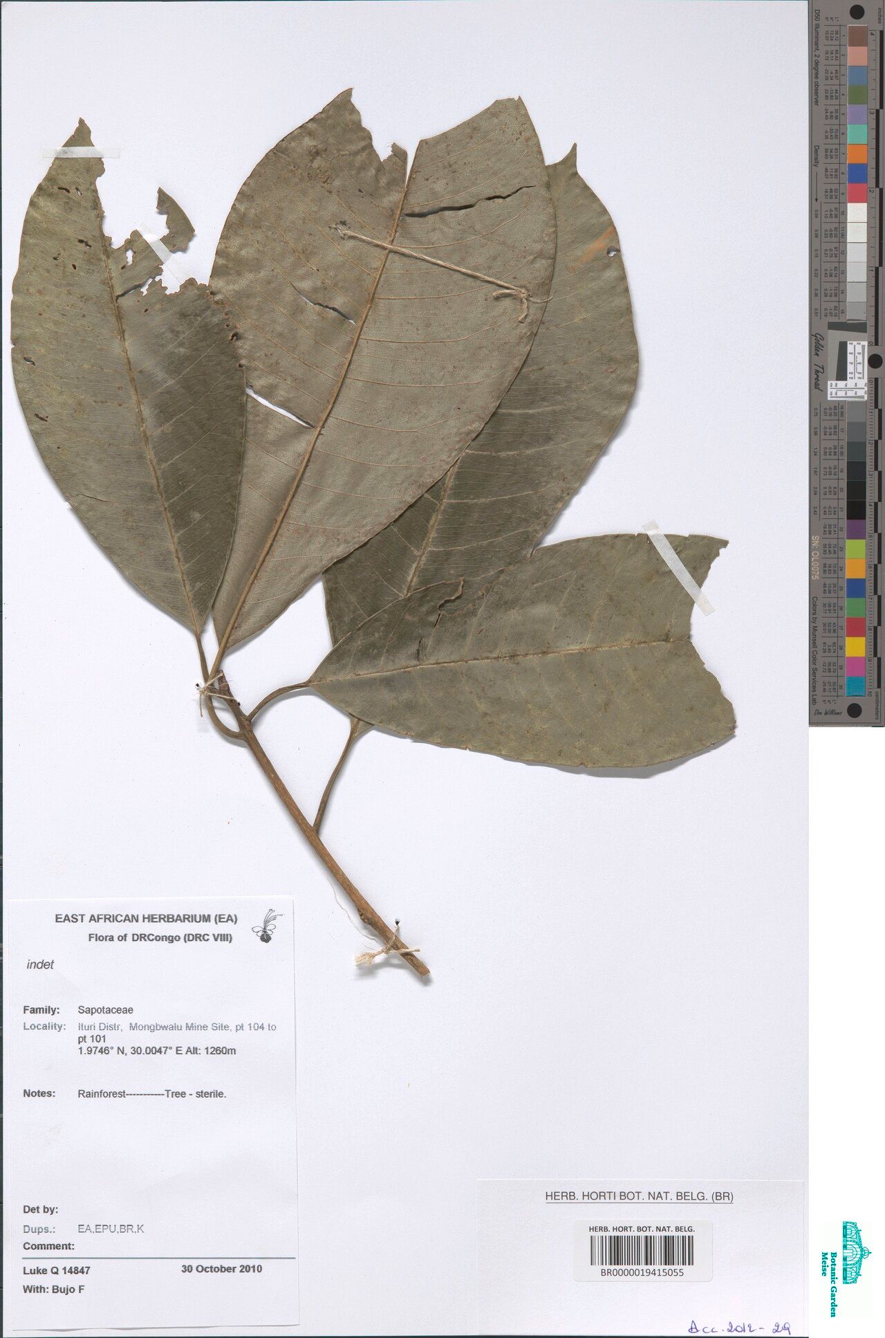 Manilkara dawei other