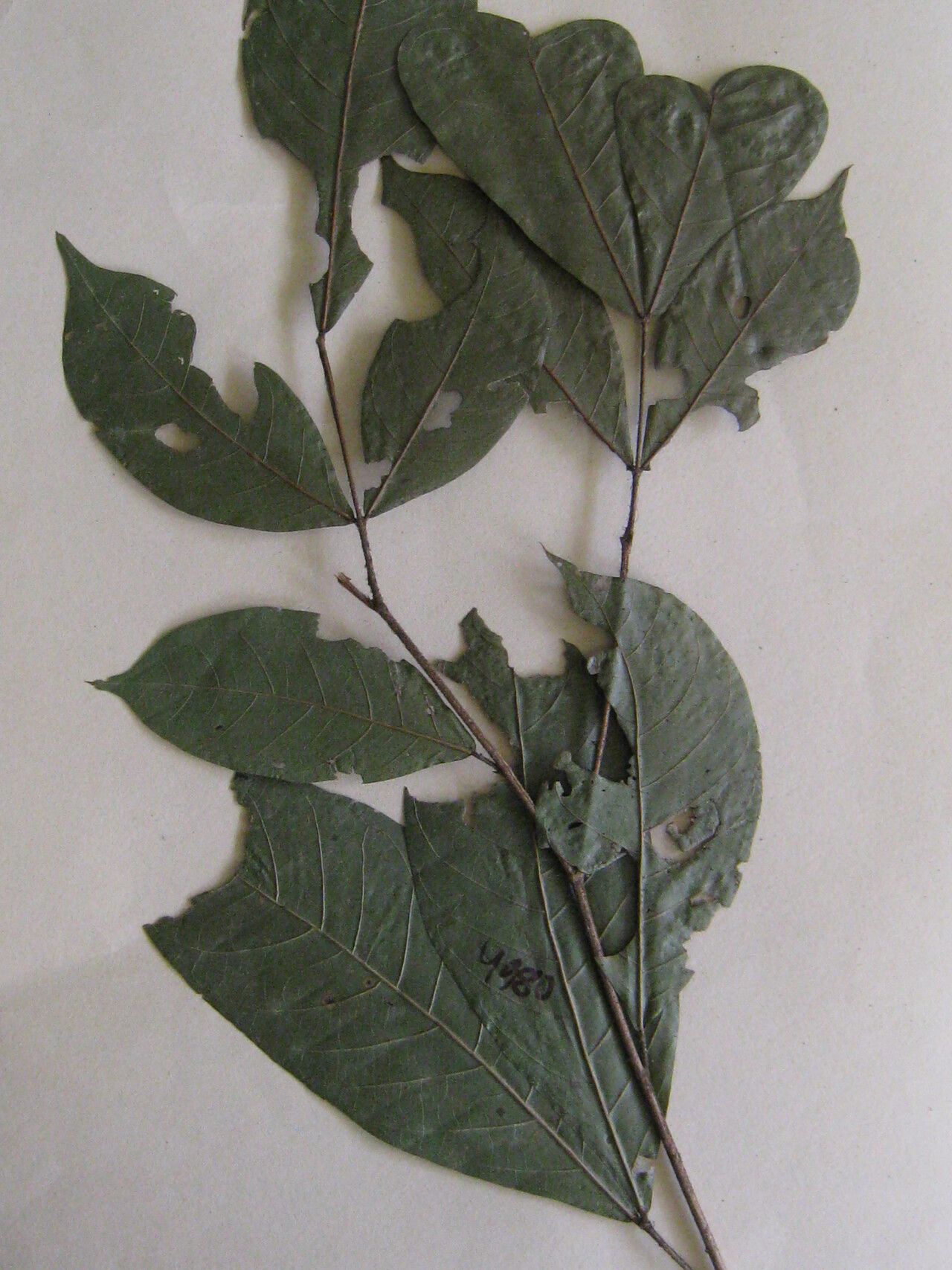 Inga leiocalycina other