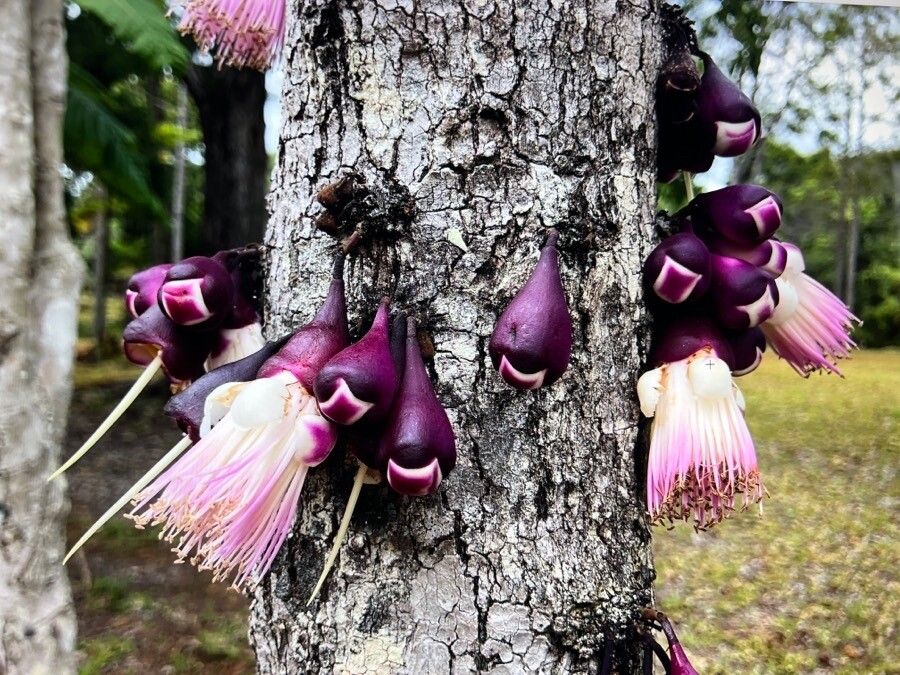 Syzygium acre flower