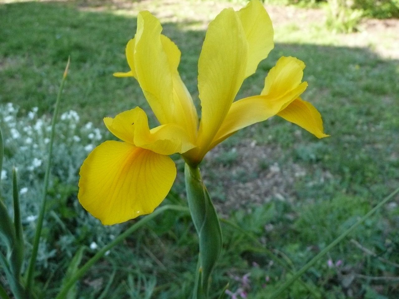 Iris x hollandica — search result for 'Iris'