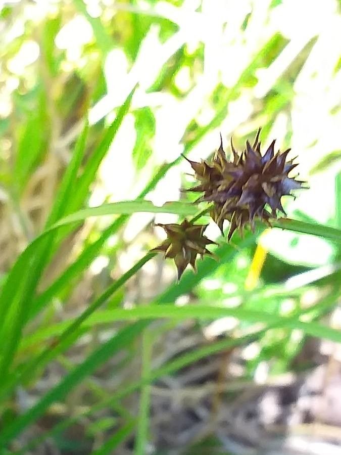 Carex grayi flower