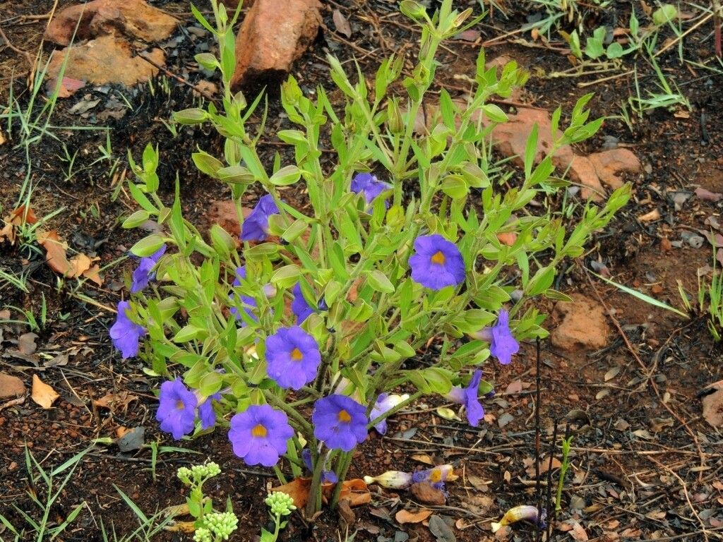 Thunbergia oblongifolia — search result for 'Thunbergia'