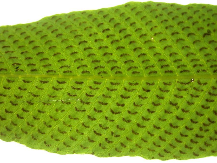 Thelypteris lingulata other