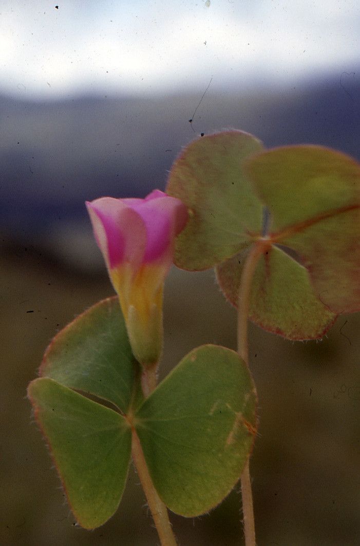 Oxalis obliquifolia flower