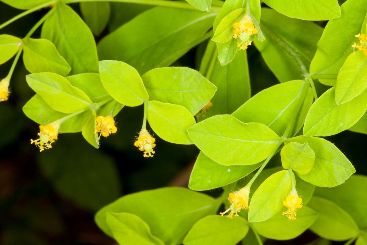 Euphorbia carniolica flower