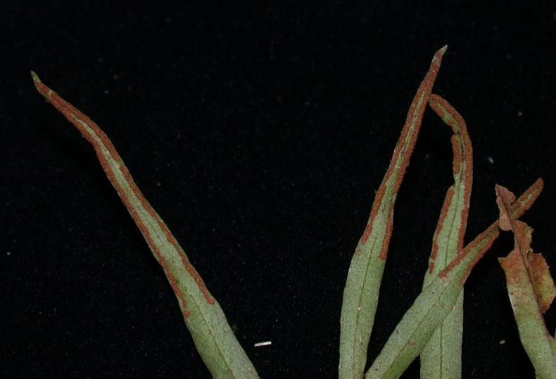 Pleopeltis christensenii fruit