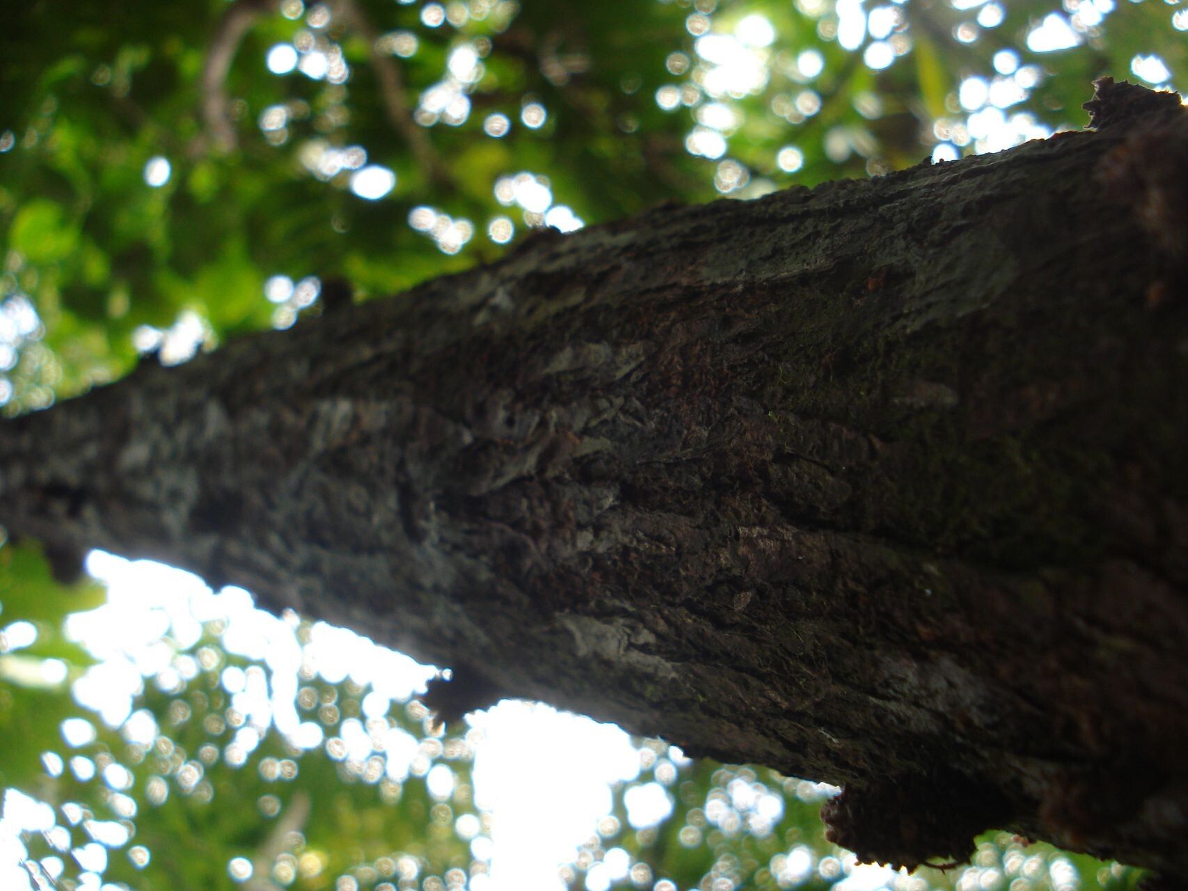 Acropogon merytifolius bark