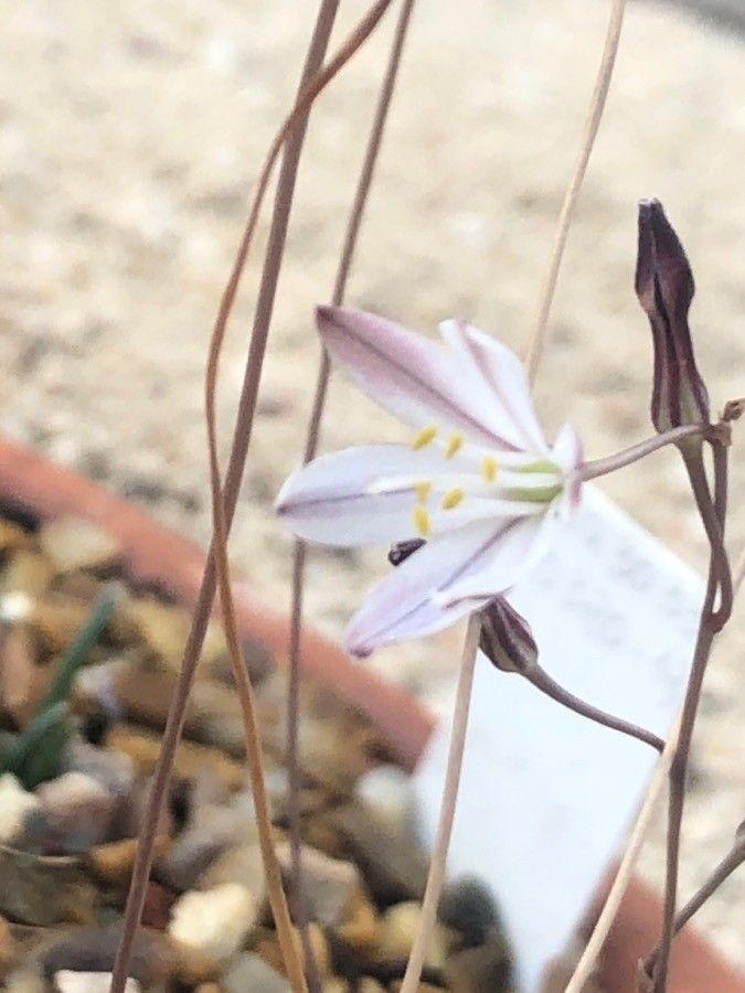 Drimia fugax flower