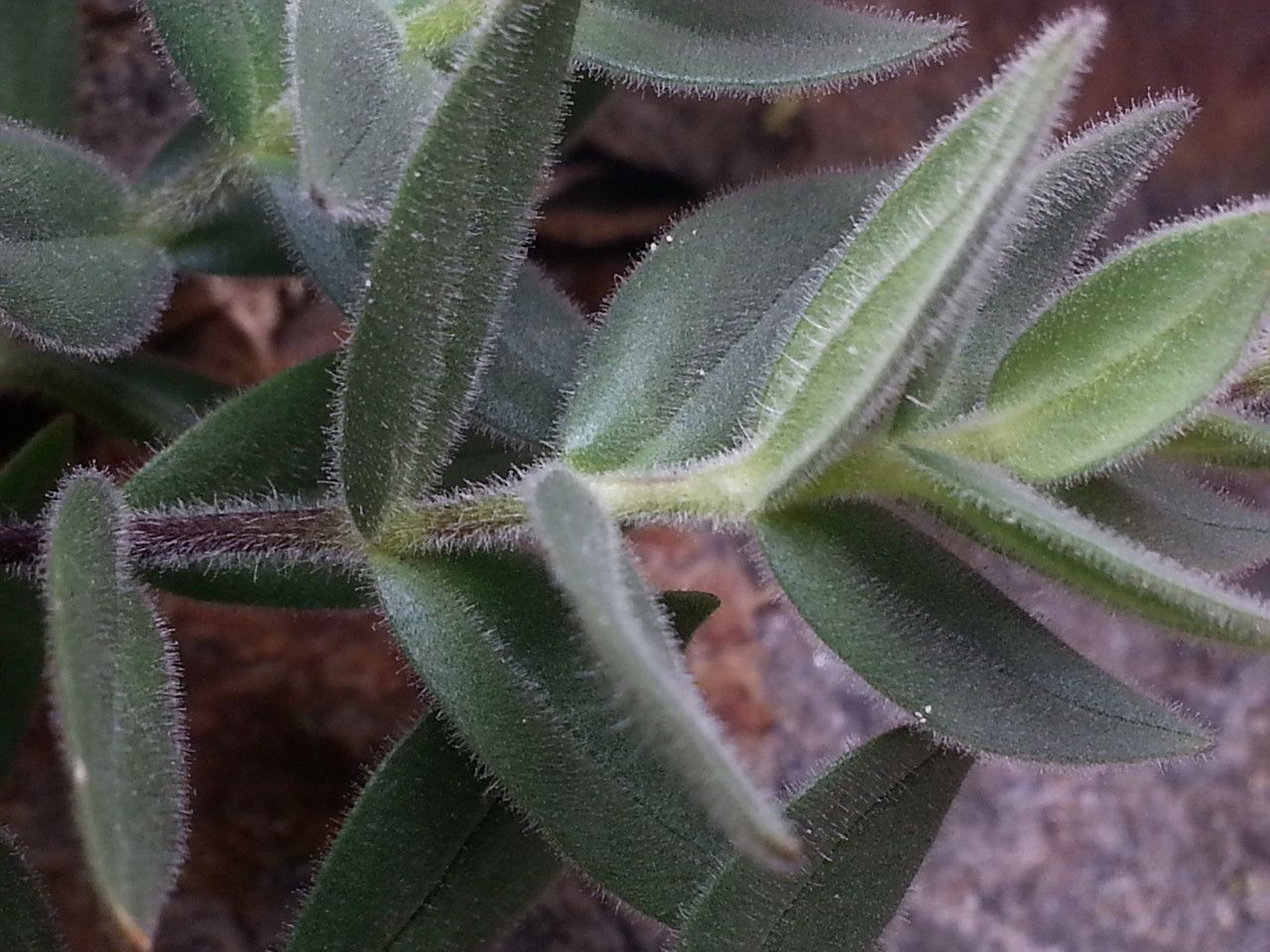 Cerastium pyrenaicum — houseplant care guide