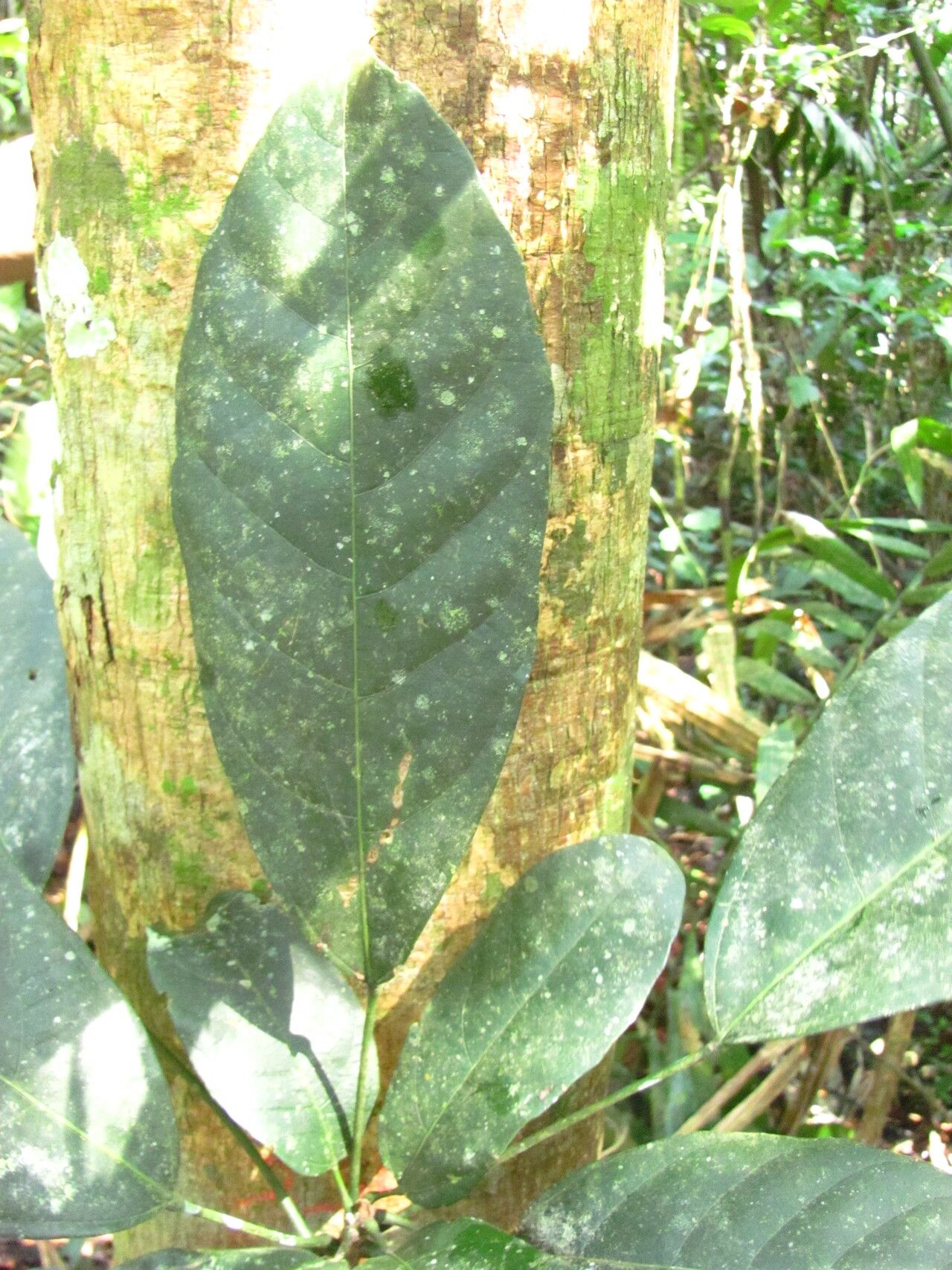 Cola altissima leaf