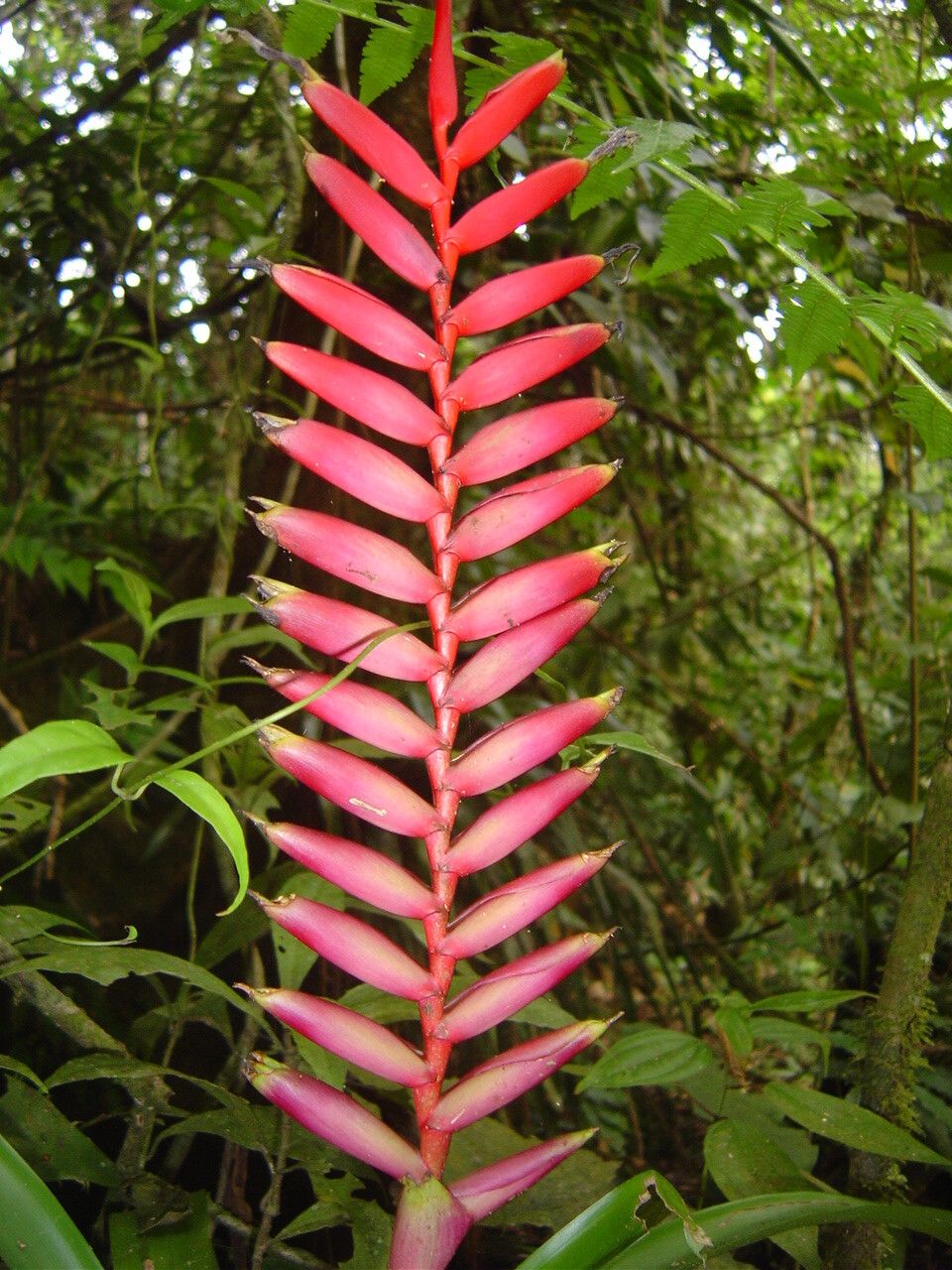 Vriesea ensiformis habit