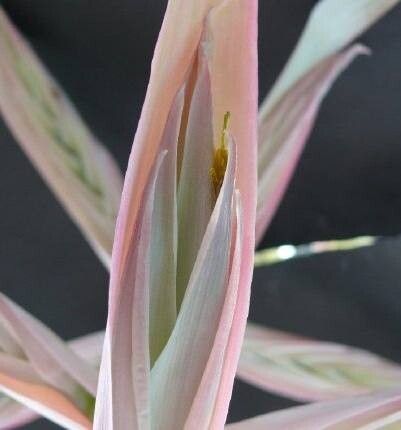 Tillandsia mirabilis flower