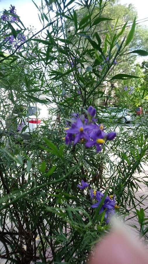 Solanum volubile flower