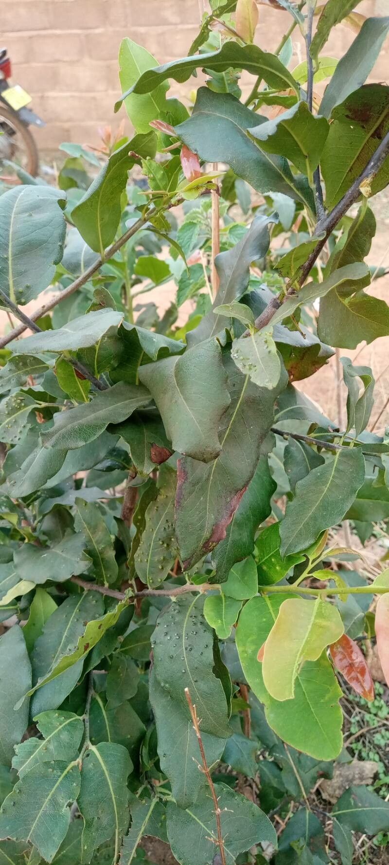 Faurea rochetiana — search result for 'Sudan'