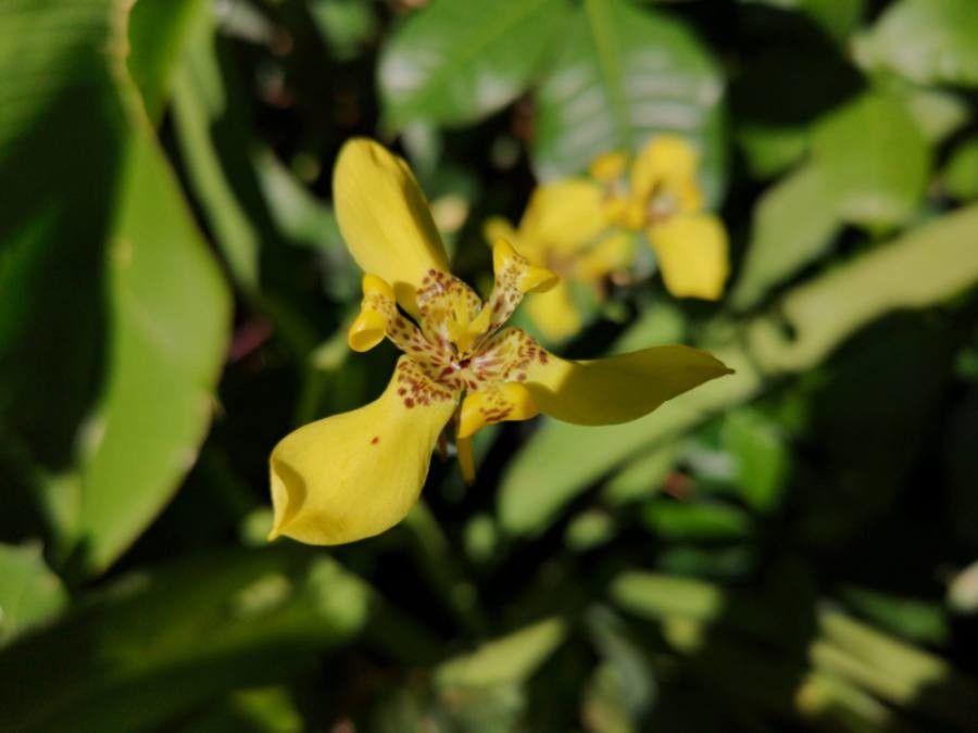 Trimezia martinicensis flower
