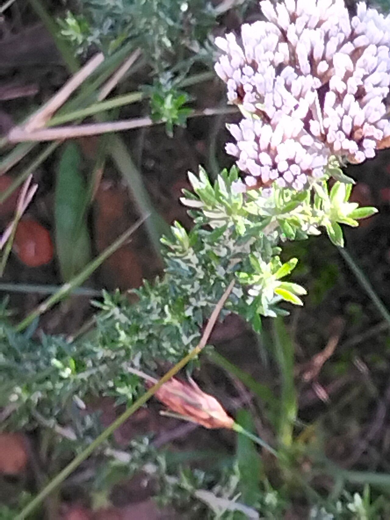 Metalasia densa — related species from the same genus