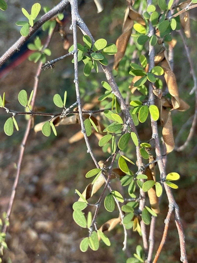 Bauhinia grandidieri leaf