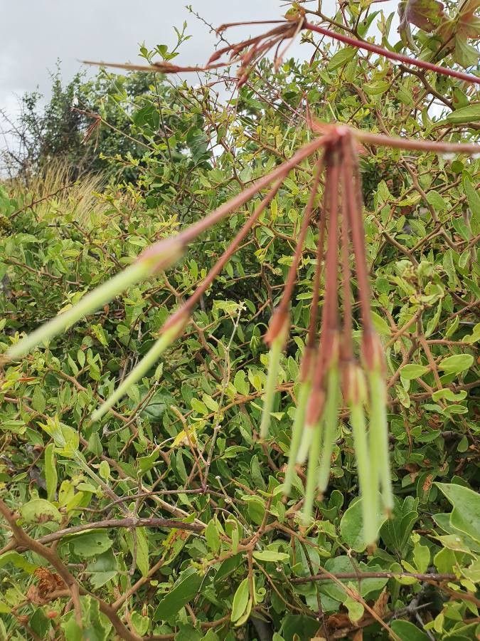 Pelargonium multibracteatum fruit