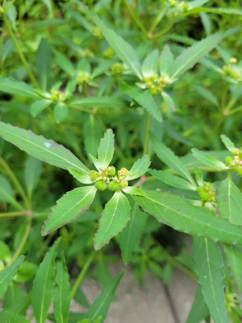 Euphorbia davidii fruit