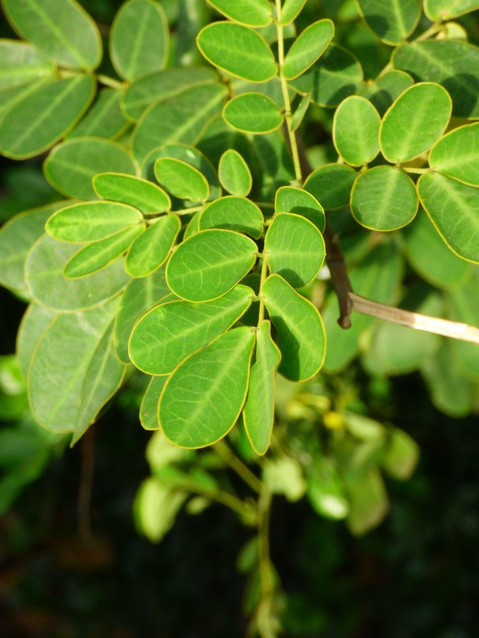 Senna surattensis — search result for 'Senna'