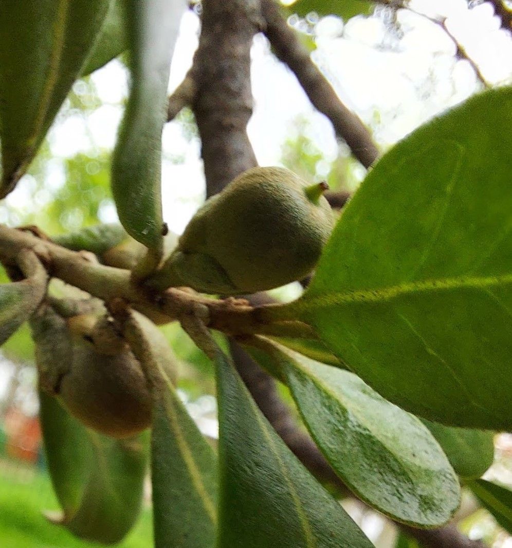 Planchonella cinerea fruit