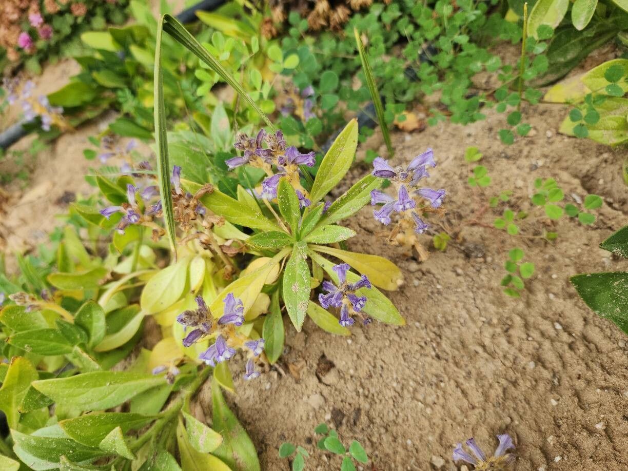 Orobanche aegyptiaca habit