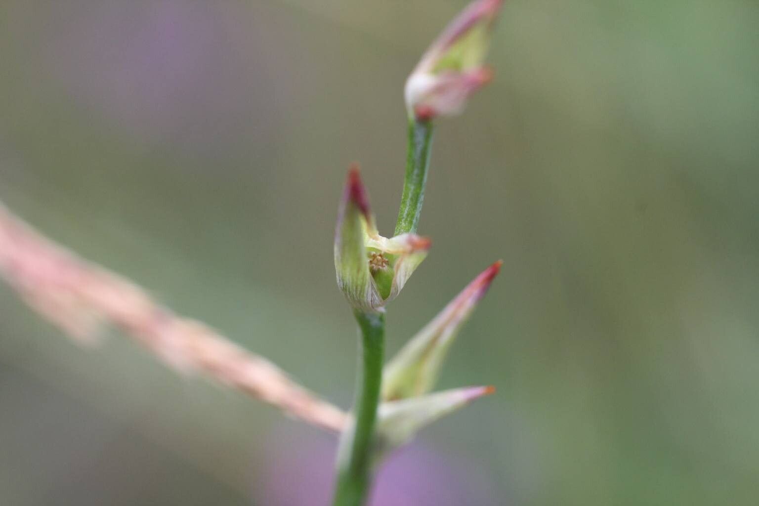 Gladiolus gallaecicus fruit