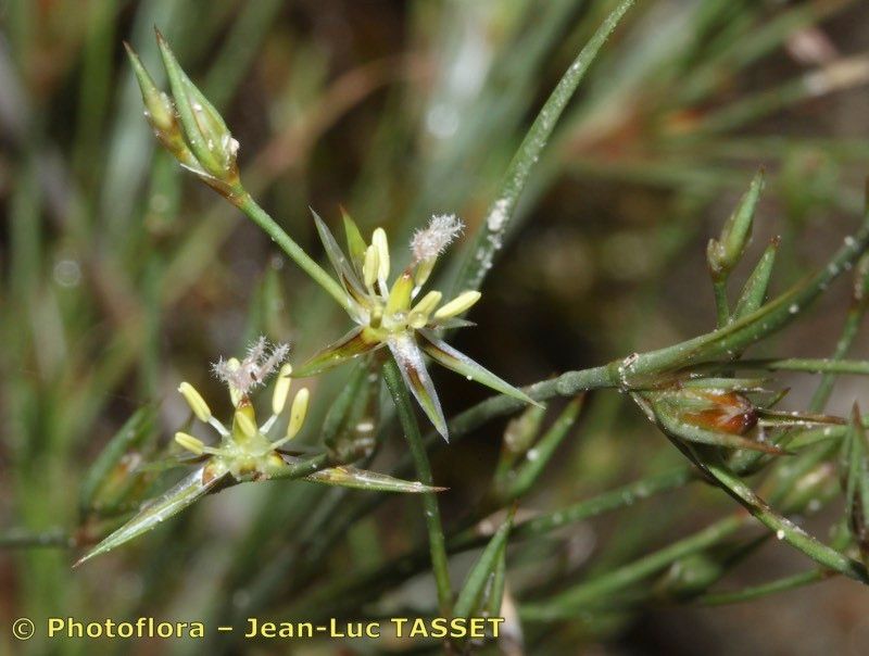Juncus foliosus flower
