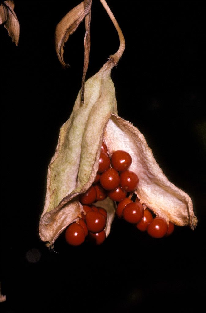 Gloriosa lindenii — related species from the same genus