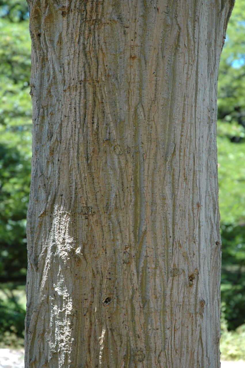Erythrina sandwicensis bark